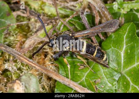 Dusky Clearwing (Paranthrene tabaniformis) - männliche Wespen-imitische Motte wiederentdeckt, nachdem sie 80 Jahre lang nicht gesehen wurde. Fotografiert in Cambridgeshire, Großbritannien. Stockfoto