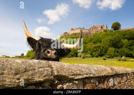 Highland-Kuh, die vor Stirling Castle, Schottland, Großbritannien, über die Mauer blickt Stockfoto