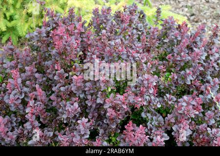 Berberis Thunbergii 'Concorde', japanische Barbeere im Garten Stockfoto