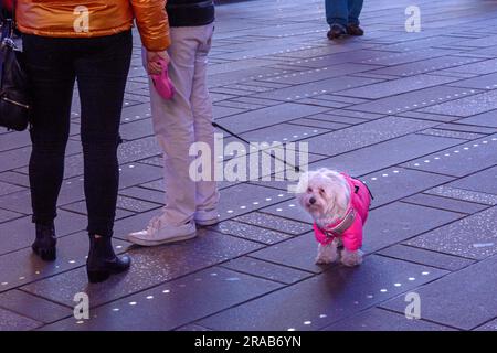 Zwei Personen stehen mit einem Hund in einem rosa Mantel am Times Square. Stockfoto