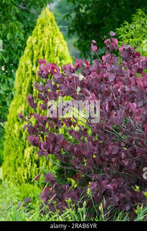 Cercis canadensis „Forest Pansy“ alias Cercis canadensis „Purple Leaf“, Baum im Juni Garten, gelber konischer Thuja hinten Stockfoto