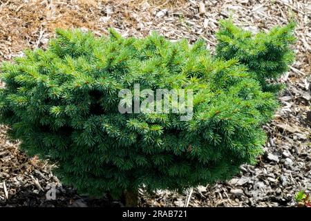 Engelmann Spruce, Picea engelmannii „Jasper Lace“ Garten langsam wachsender Anbau Stockfoto