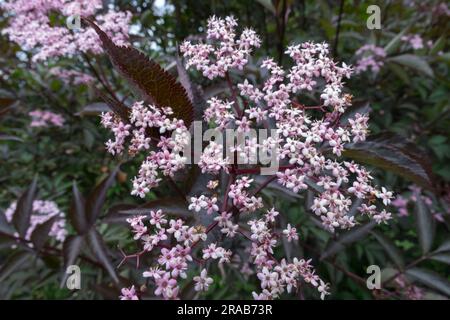 Sambucus „Schwarze Schönheit“, Sambucus nigra „Schwarze Schönheit“, europäischer Ältester, Schwarzer Ältester, Blume Stockfoto