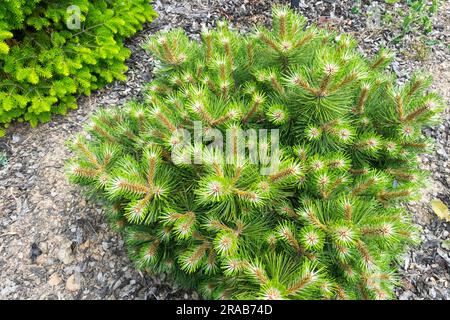 Europäischer Schwarzkiefer Pinus nigra „Keightley Broom“ Low Specimen Garden Austrian Tine Zwerg Pinus langsam wachsende Sorte Pinus „Keightley Broom“ Konifer Stockfoto