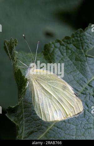 Kleinen Weißen Schmetterling Stockfoto