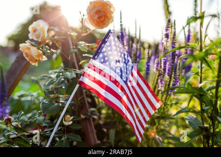 Unabhängigkeitstag der USA. Die amerikanische Flagge im Sommergarten wird bei Sonnenuntergang von Rosenblumen getragen. Juli 4. Gedenktag. Nahaufnahme des Symbols Stockfoto