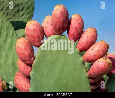 Sizilianischer Birnenmaktus (opuntia ficus indica) mit über 10 reifen roten Früchten, in der Nähe des Ätna, Sizilien, Italien. Stockfoto