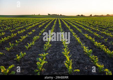 Landschaftsreihen junger Beatroot-Pflanzen. Junge Sprossen während der aktiven Wachstumsperiode. Zuckerrübenpflanze auf landwirtschaftlich genutzten Ackerflächen Stockfoto