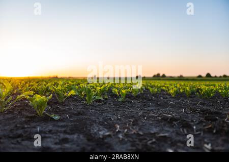 Reihen junger Sprossen von Zuckerrüben-Blättern mit Sonnenuntergang. Rote-Bete-Pflanzen, die in fruchtbaren Böden auf einem Feld wachsen. Anbau von Zuckerrüben Stockfoto