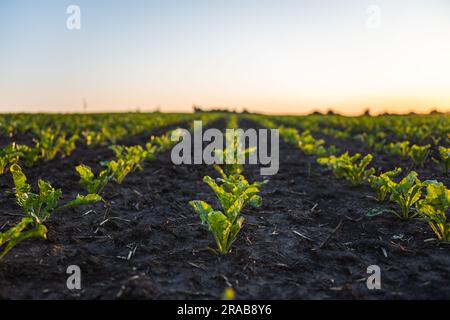 Junger Zucker schlug Wurzelsprossen, die in ordentlichen Reihen gepflanzt wurden. Grüne junge Beatroot-Pflanzen, die in einem Boden auf einem landwirtschaftlichen Feld wachsen. Zucker schlägt Setzling Stockfoto