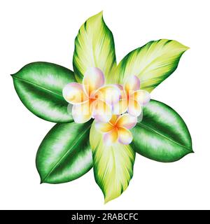 Aquarell realistische Darstellung eines tropischen Bouquet von Plumeria-Blüten mit isolierten Blättern auf weißem Hintergrund. Wunderschöne botanische handgemalte fran Stockfoto