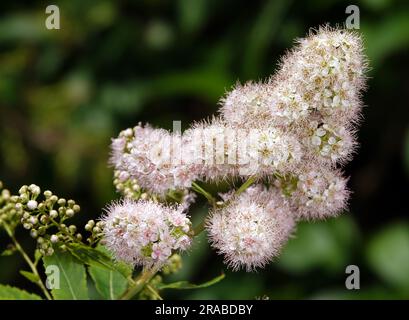 Blumenbüsche Cantona Spirea blüht im Frühling mit großen Ansammlungen kleiner Blumen Stockfoto