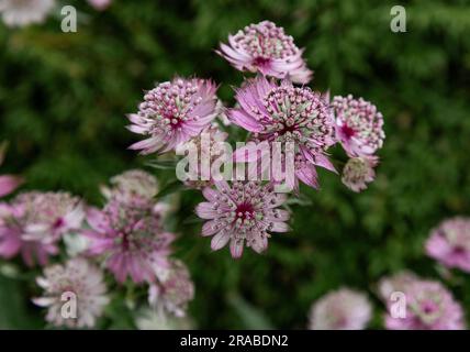 Astrantia Major Roma. Stockfoto