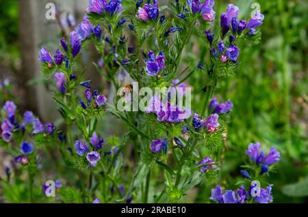 Viper Bugloss, Echium Vulgare in voller Blüte. Die Blumen ziehen Bienen an, diese Pflanze ist eine einheimische britische Wildblume, kann aber in Gärten angebaut werden. Stockfoto