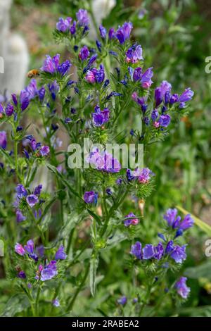 Viper Bugloss, Echium Vulgare in voller Blüte. Die Blumen ziehen Bienen an, diese Pflanze ist eine einheimische britische Wildblume, kann aber in Gärten angebaut werden. Stockfoto