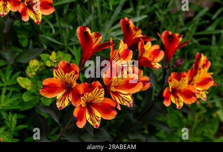 Alstroemeria Indian Summer - Hardy Peruanischen Lilie Stockfoto