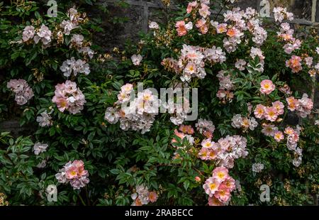 Eine wackelnde Rose mit lachsrosa Blüten, die eine Yorkshire-Steinmauer hinaufklettern. Stockfoto