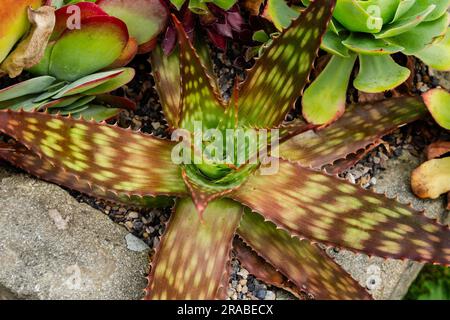 Aloe Maculata (Seife Aloe, Zebra Aloe, Aloe Saponaria). Stockfoto