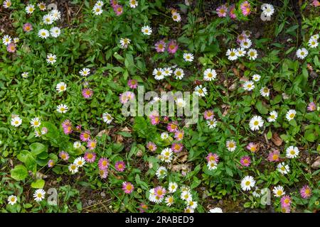 Erigeron karvinskianus 'Profusion' (mexikanisches Fleabane) - eine Bodenbedeckung, die ständig mit Blumen wie Gänseblümchen verbreitet wird. Stockfoto