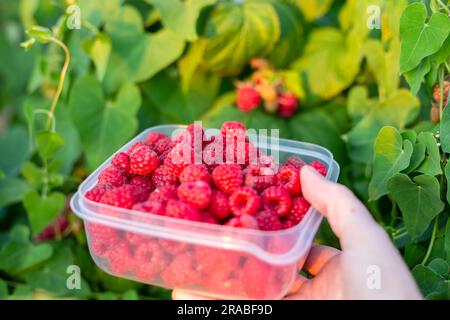 Reife rote Himbeeren ernten. Der Bauer packt die Beeren in eine Schachtel. Stockfoto