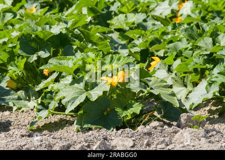 Kürbisse wachsen mit gelben Blüten in reichem, trockenem Boden auf dem Hof Stockfoto