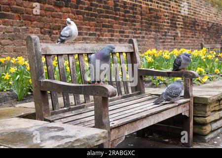 Vier Tauben auf einer Bank in London mit Frühlingsnarzissen Stockfoto