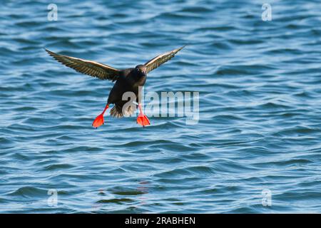 Taube Guillemot Cepphus Columba landet im Salzwasser mit roten Füßen Stockfoto