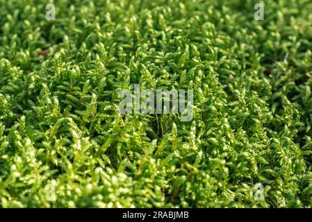 Struktur von grünem Waldmoos in Nahaufnahme Stockfoto