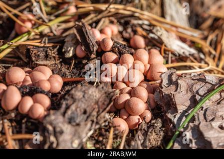 Lycogala epidendrum, gemeinhin bekannt als Wolfsmilch oder groening-Schleim, ist eine kosmopolitische Art der Myxogastrid-Amöbe, die oft mit einer verwechselt wird Stockfoto