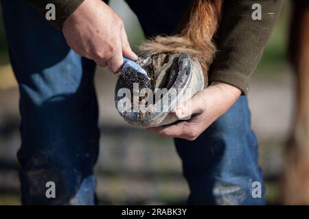 Hufputzer und Hufe auskratzen Stockfoto