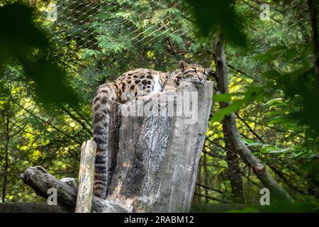 Ein schlafender, wolkiger Leopard in Gefangenschaft Stockfoto