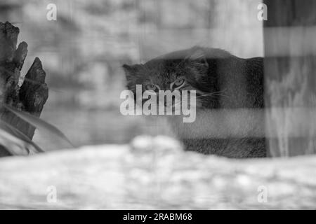 Schwarz-Weiß-Pallas-Katze in Gefangenschaft Stockfoto