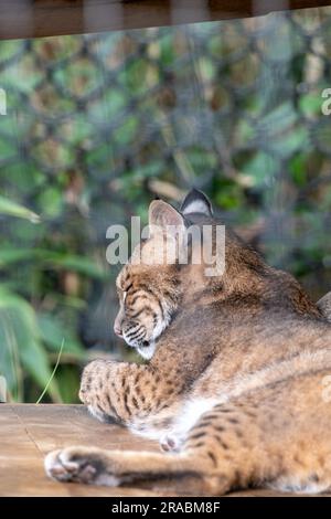 Ein ruhender Bobcat in Gefangenschaft Stockfoto