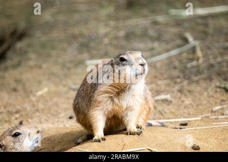 Ein Porträt eines Präriehundes Stockfoto