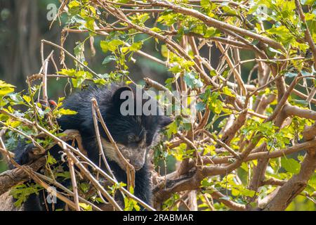 Ein Jungbär der Anden klettert auf einen Baum Stockfoto