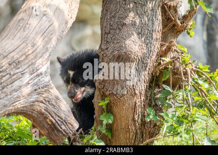 Ein Andenbär, der auf einen Baum klettern will Stockfoto