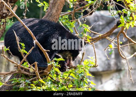 Ein Jungbär der Anden klettert auf einen Baum Stockfoto