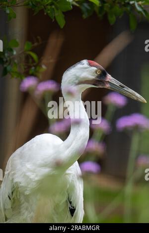 Teleobjektiv eines Kapuzenkrans Stockfoto