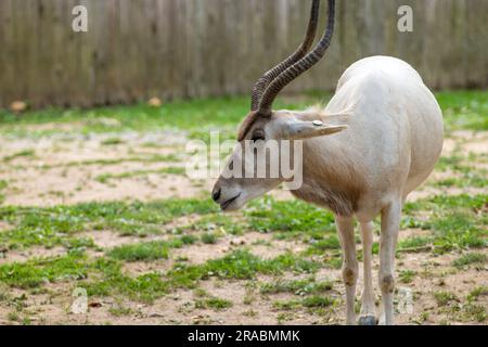 Scimitar Horned Oryx in Gefangenschaft Stockfoto