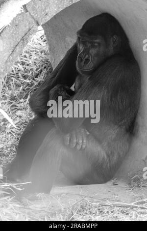 Ein schlafender Western Lowland Gorilla Stockfoto