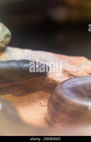 Makroporträt eines Schlangenkopfes Stockfoto
