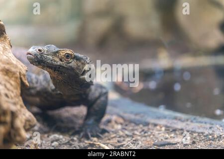 Porträt eines Baby Komodo Drachen Stockfoto