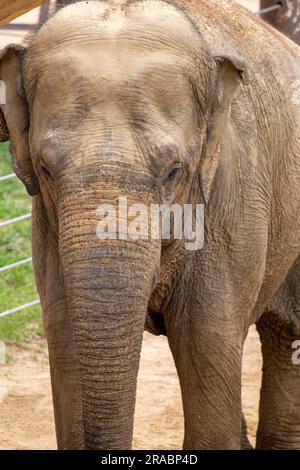 Nahaufnahme eines älteren Elefanten Stockfoto
