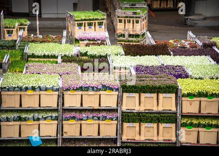 Blumenkästen auf der Blumenauktion Flora Holland in den Niederlanden Stockfoto