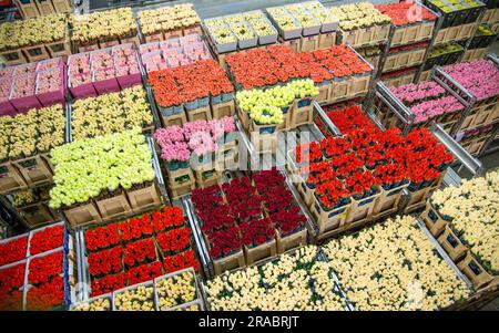 Blumenkästen auf der Blumenauktion Flora Holland in den Niederlanden Stockfoto