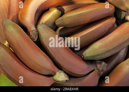 Köstliche lila Bananen im Hintergrund, Blick von oben Stockfoto