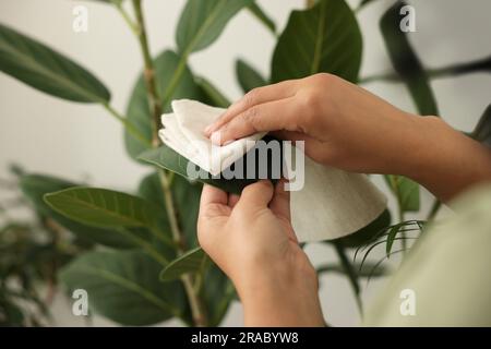 Eine Frau, die schöne Zimmerpflanzen-Blätter wischt, Nahaufnahme Stockfoto