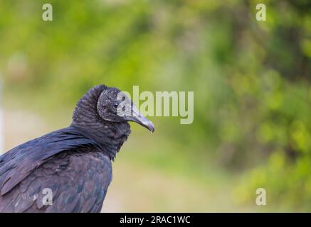 Der Weißkopfseeadler (Haliaeetus leucocephalus) ist ein Raubvogel, der in Nordamerika zu finden ist. Everglades-Nationalpark, Florida. Stockfoto