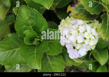 Nahaufnahme von Vegetation, weißen Blumen und grünen Blättern Stockfoto