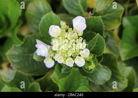 Nahaufnahme von Vegetation, weißen Blumen und grünen Blättern Stockfoto